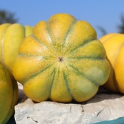 Honigmelonen Honigmelonen